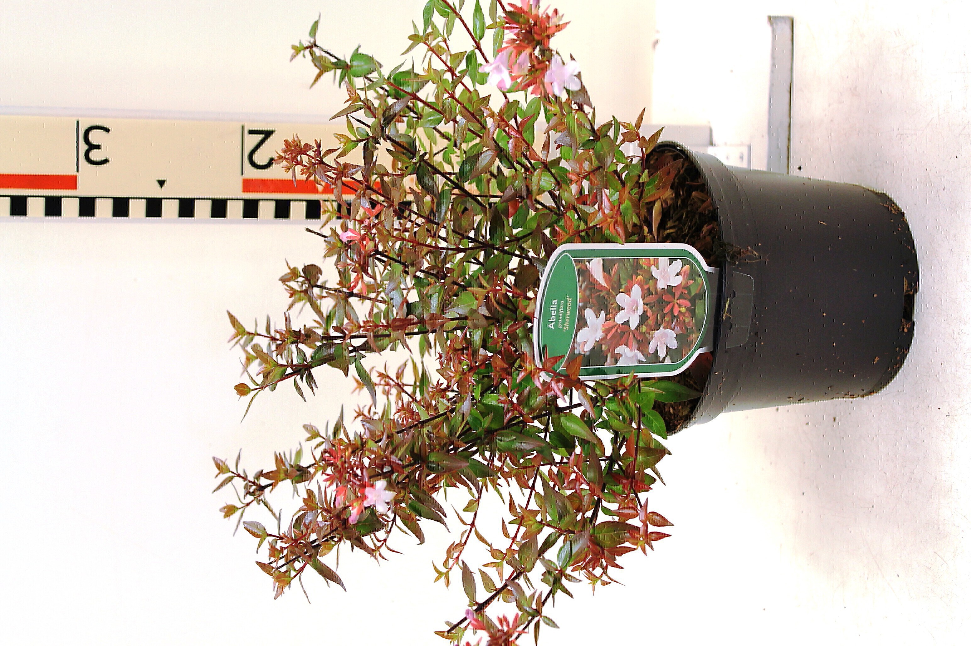 Abelia grandiflora 'Sherwood' c2